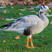 Bar-headed Goose